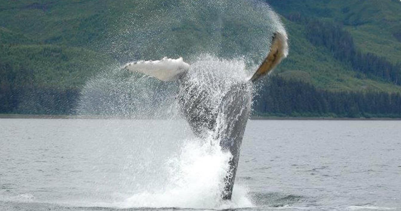 Whale Watching with Hoonah Travel Adventures in Alaska