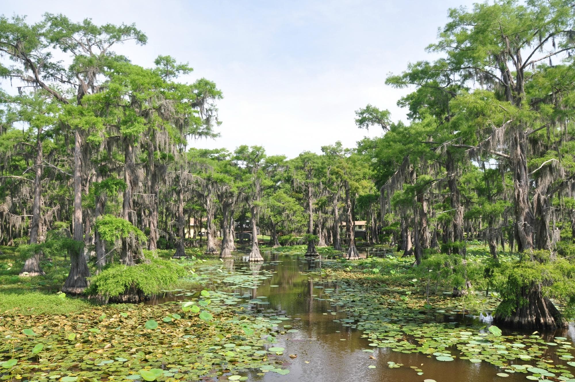 Pontoon Boat Tour on Caddo Lake Wildlife & Nature