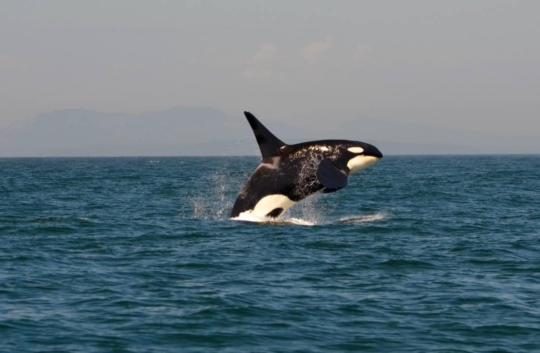 Orca whale breaching in open ocean near coastal mountains