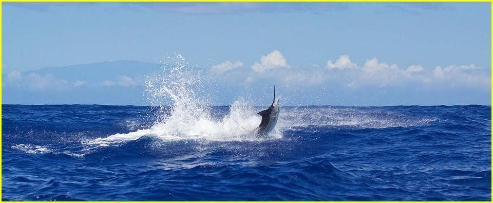 Marlin leaping and splashing through Pacific waters near Kauai