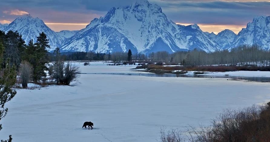 Winter & Spring Wildlife Sunset Safari in Jackson Hole, Wyoming: Experience Untamed Nature at Dusk
