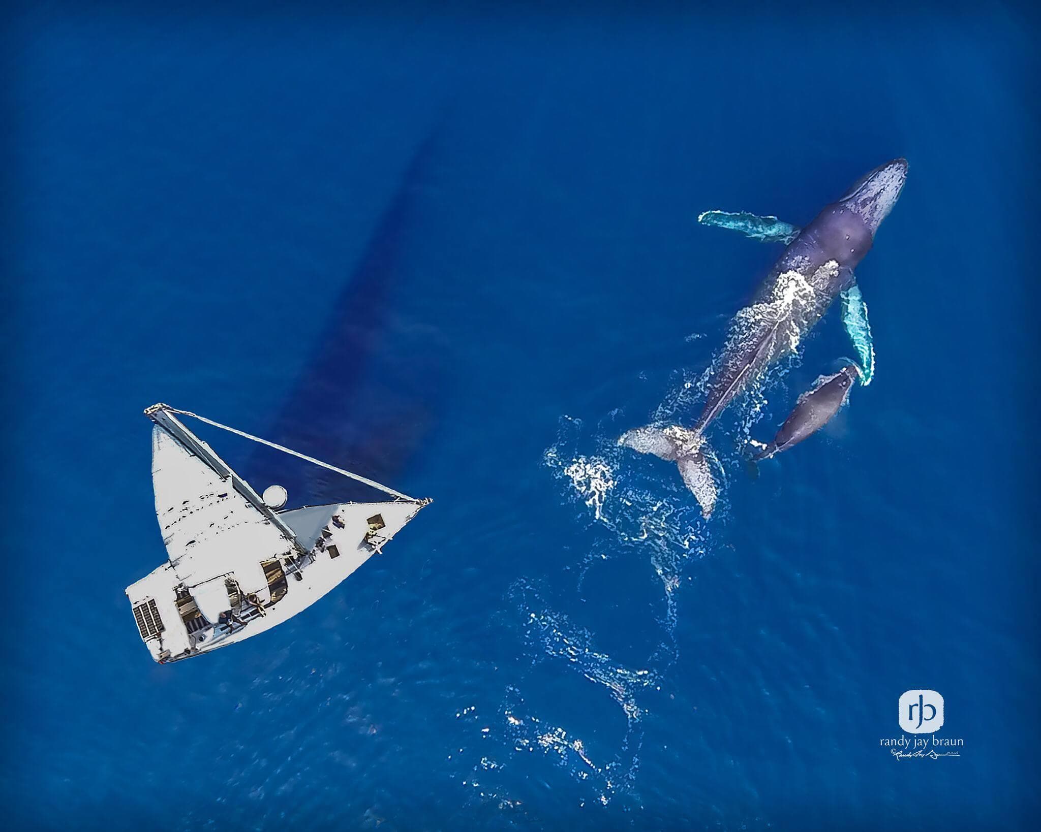 Experience a Private Sunset Sail and Snorkel Adventure in Lahaina, Hawaii
