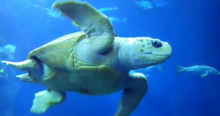 Charleston Harbor Boat Tour and Aquarium Experience