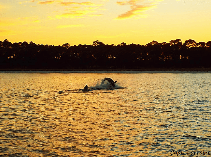 Dolphin breaching at golden sunset along coastal shoreline