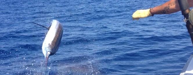 Tropical mahi-mahi leaping from deep blue sea on fishing trip