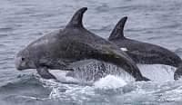 High-Speed RHIB Whale Watch from Moss Landing