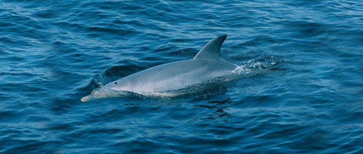 Dolphin swimming near surface in Outer Banks blue ocean waters