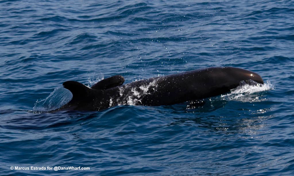 Dana Point 10-Hour Offshore Limited-Load Fishing Trip — Pelagic Action & Comfortable Deck Space