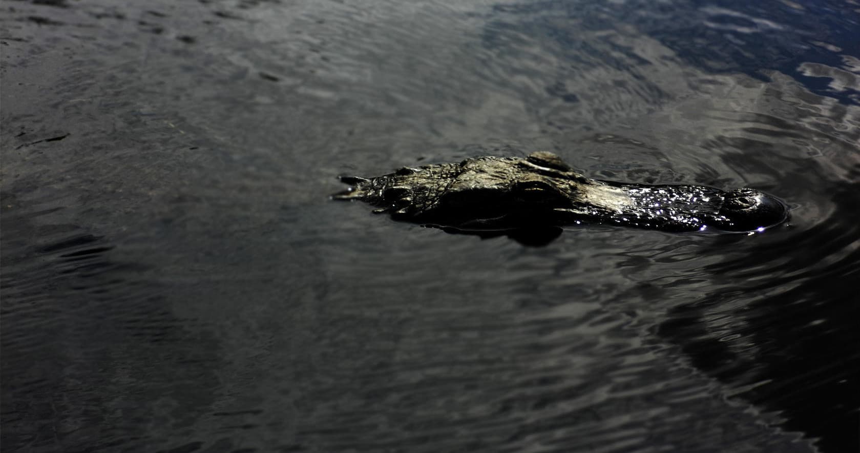 Alligator Tours' Morning Everglades Tour in Hallandale Beach photo 1