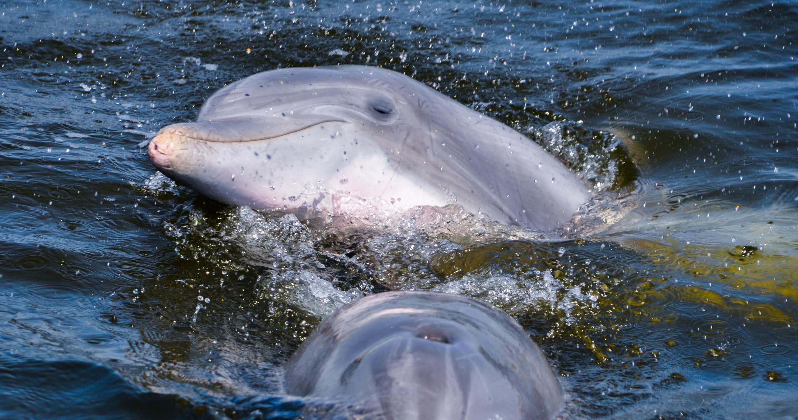 Ecological Dolphin Tour with Banana Bay Tour Company in Cape Coral