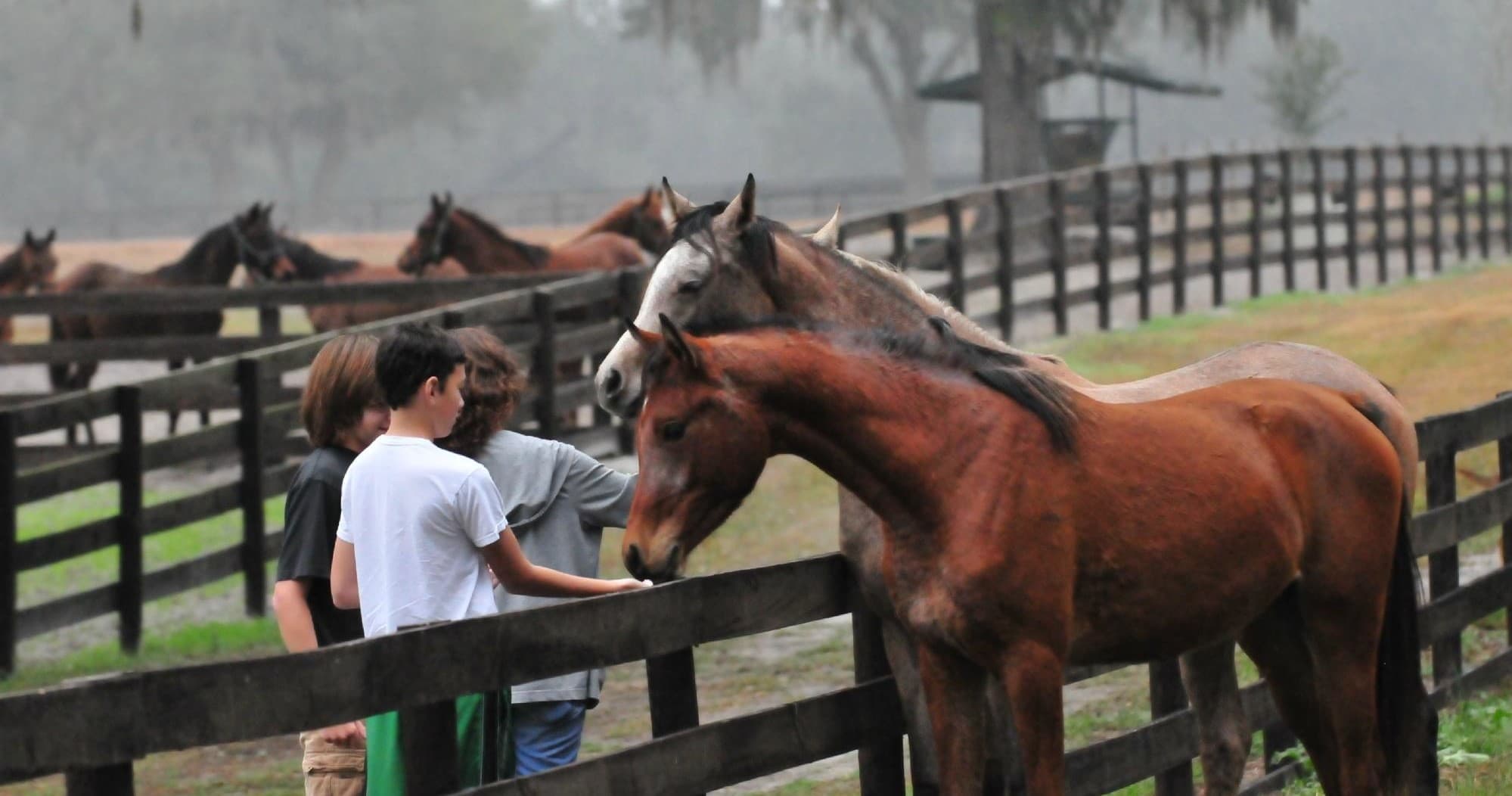 Farm Tours of Ocala fleet