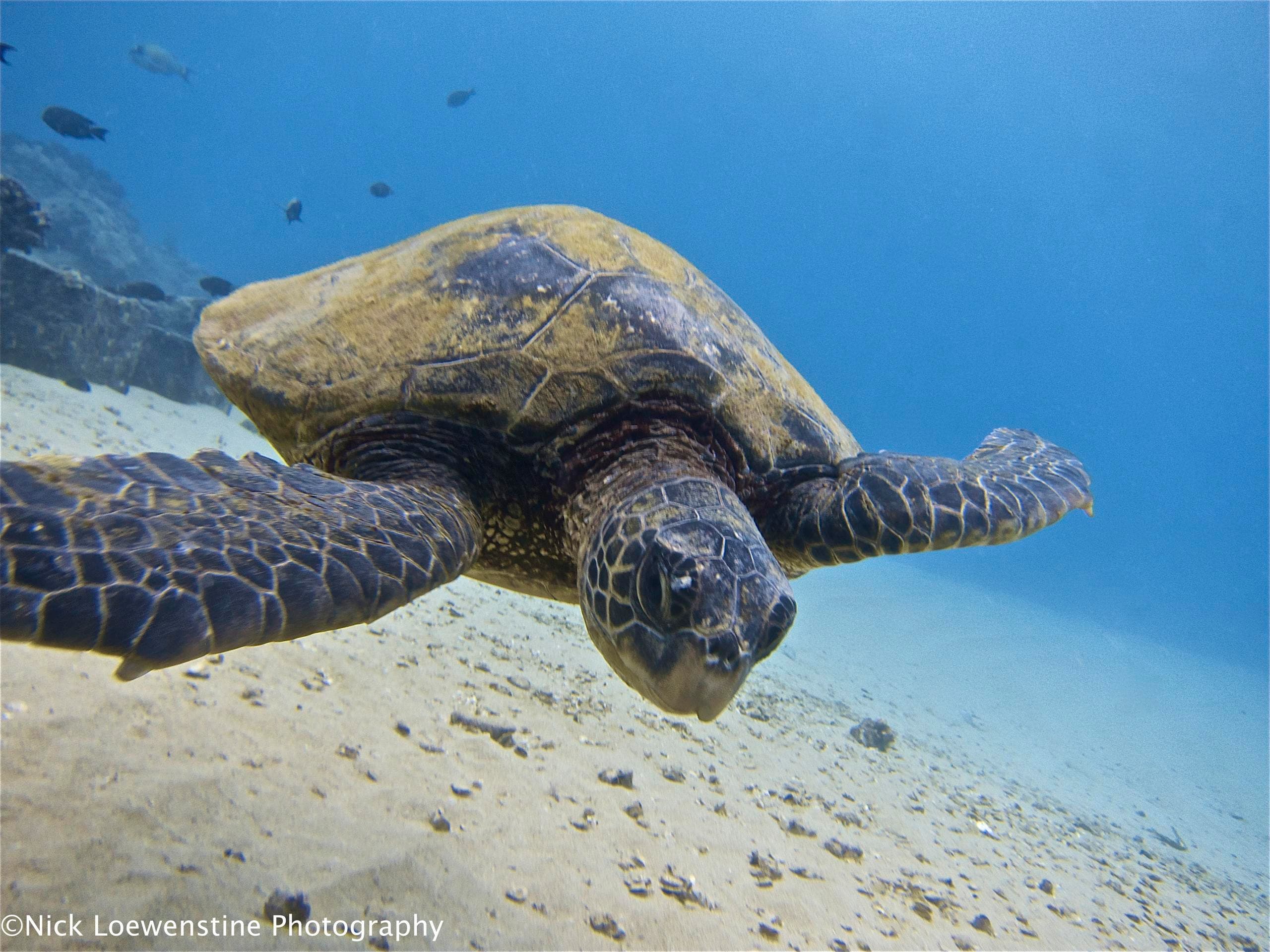 Explore Waikiki’s Underwater Treasures: 2 Tank Shipwreck and Reef Dives
