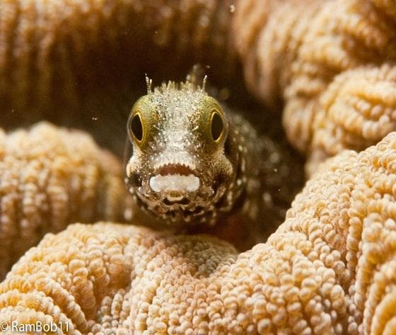 Scuba & Snorkeling Adventures with Rincon Diving & Snorkeling