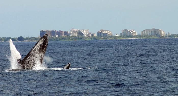 Ocean Joy Cruises fleet