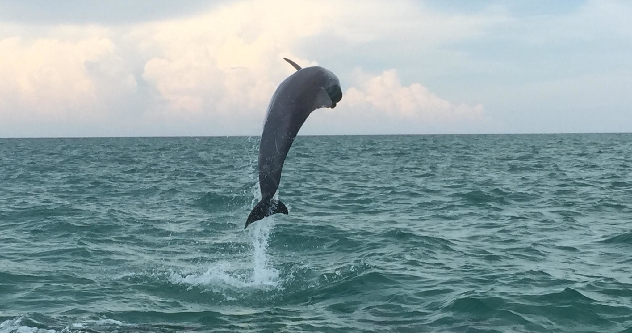 Wild Dolphin Encounters with WILD about DOLPHINS in Stock Island