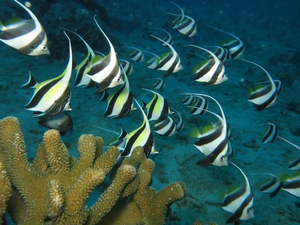 Coral Reef Dives in Honolulu: Explore Hawaii's Underwater Wonders
