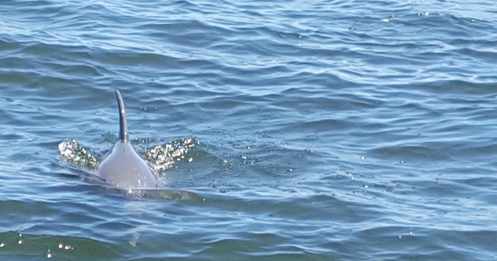 90 Minute Dolphin Tour | Dolphin in Melbourne, Florida