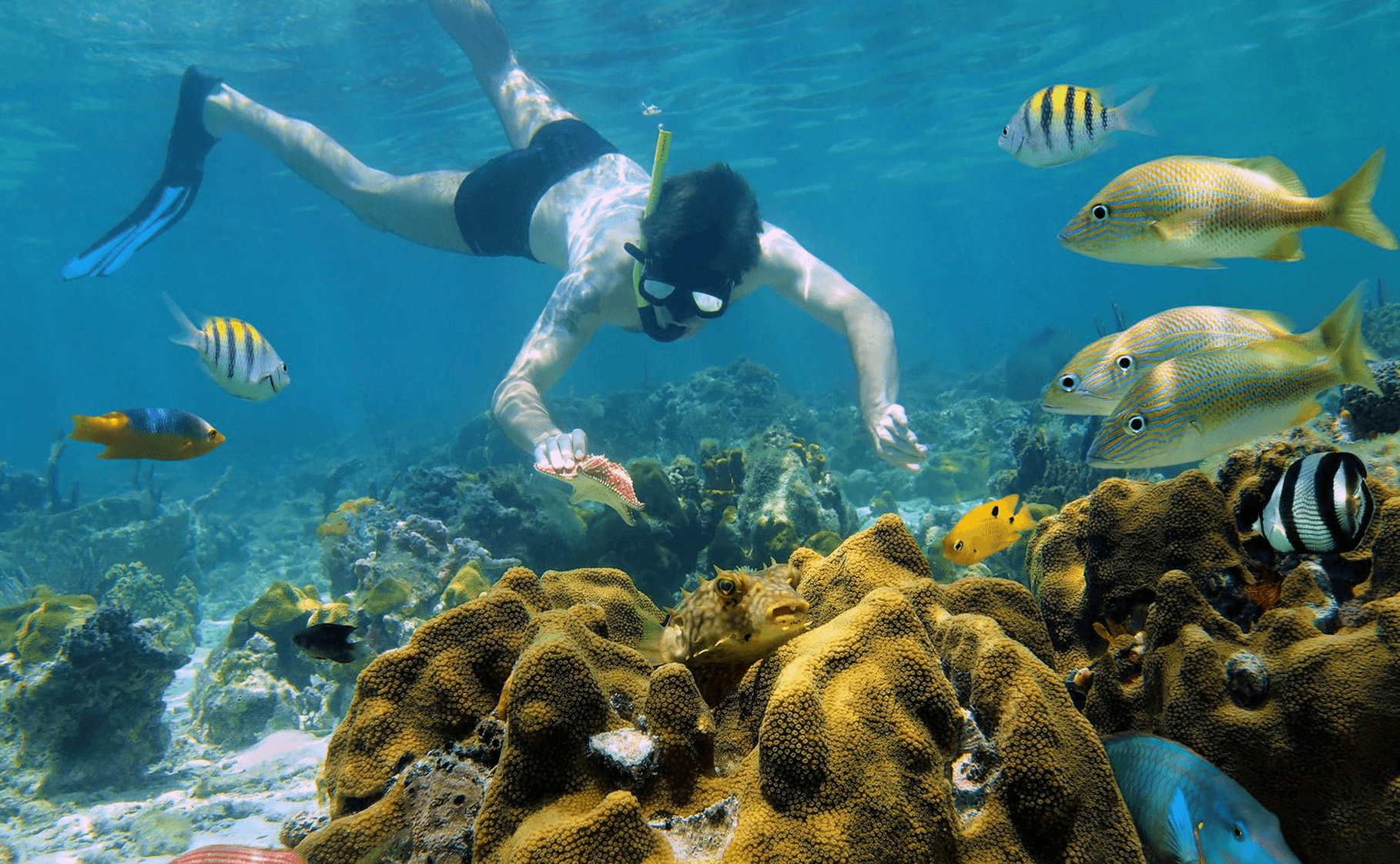 Snorkeler exploring coral reef with colorful tropical fish