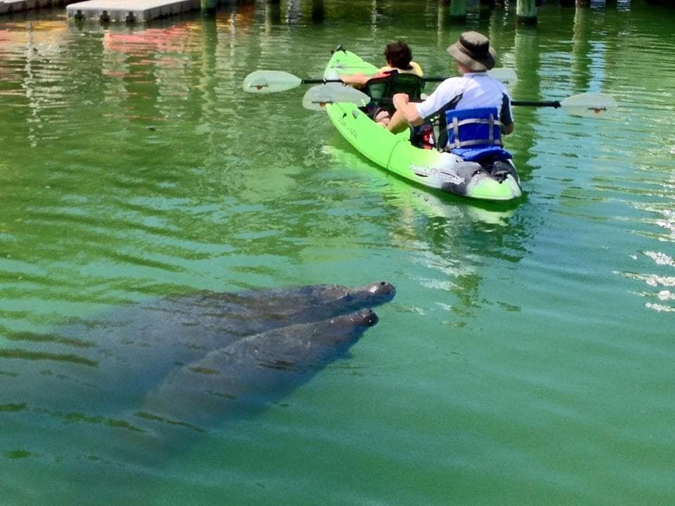 Afternoon Mangrove Tunnel Tours in Sarasota, Florida
