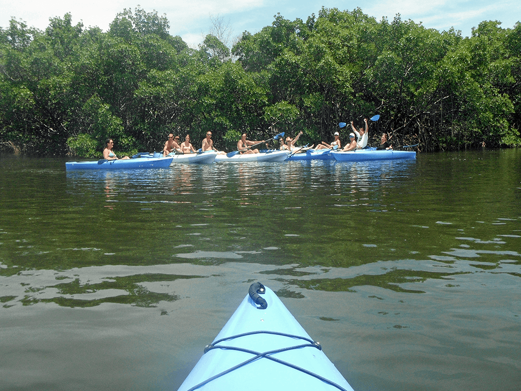 Group kayaking seen from bow, paddling through mangroves