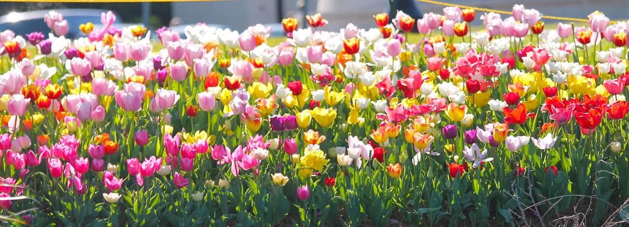 Colorful tulip field blooming along park walkway in spring