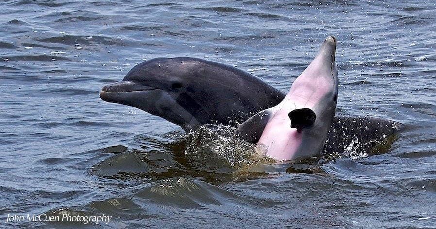Dolphin Nature Tour with Banana Bay Tour Company in Cape Coral