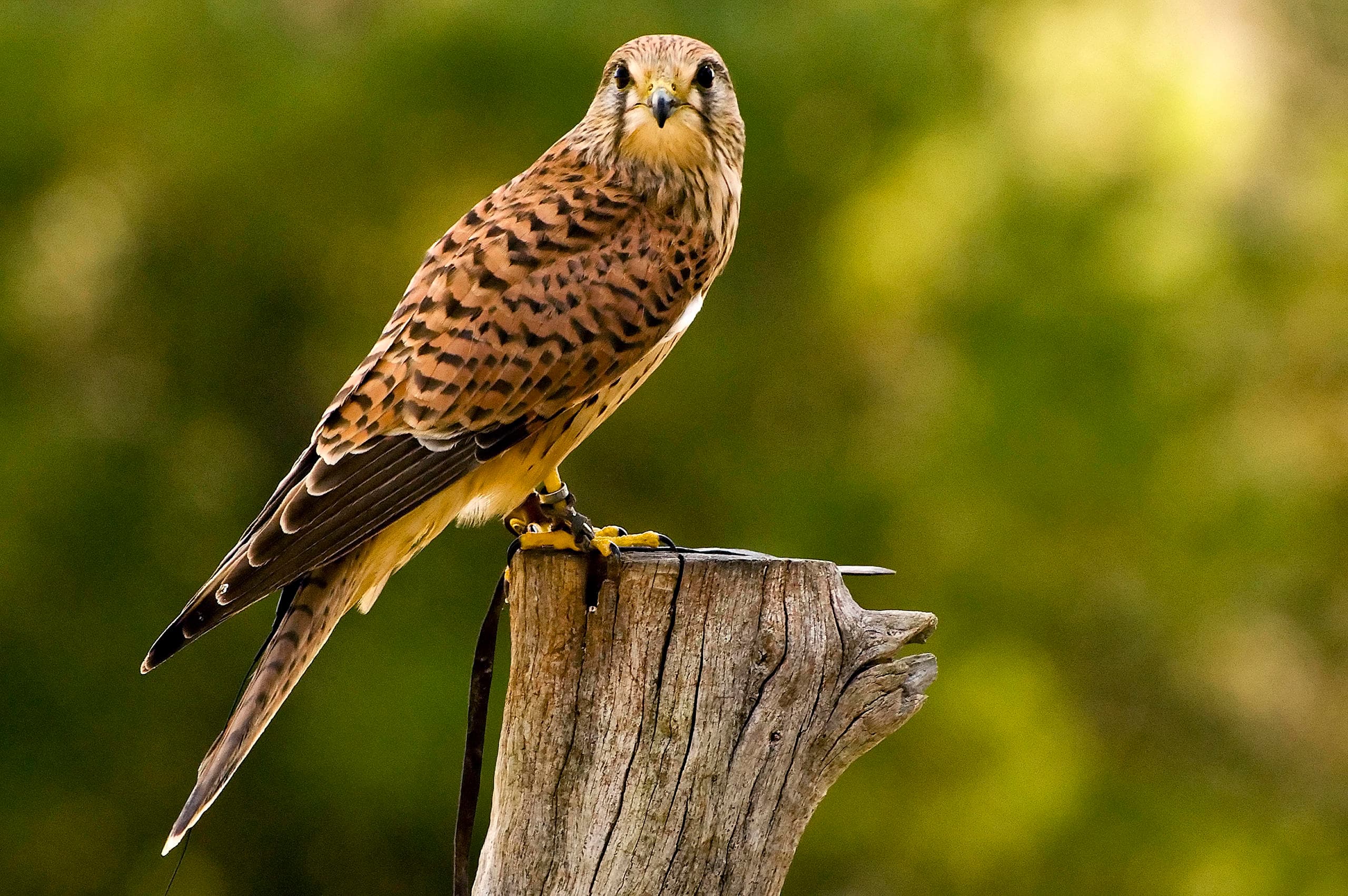 The Center for Birds of Prey fleet