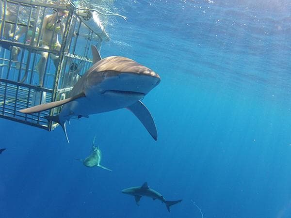 Shark Diving in Haleiwa with North Shore Shark Adventures