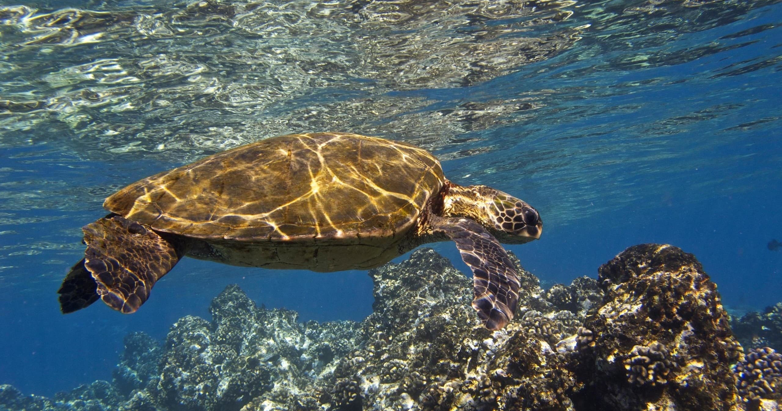 Lahaina Kayak & Snorkel Adventure in Kihei, Hawaii