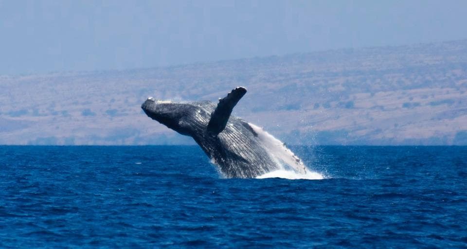 ULTIMATE #1 Big Island Whale Watch in Waimea, Hawaii