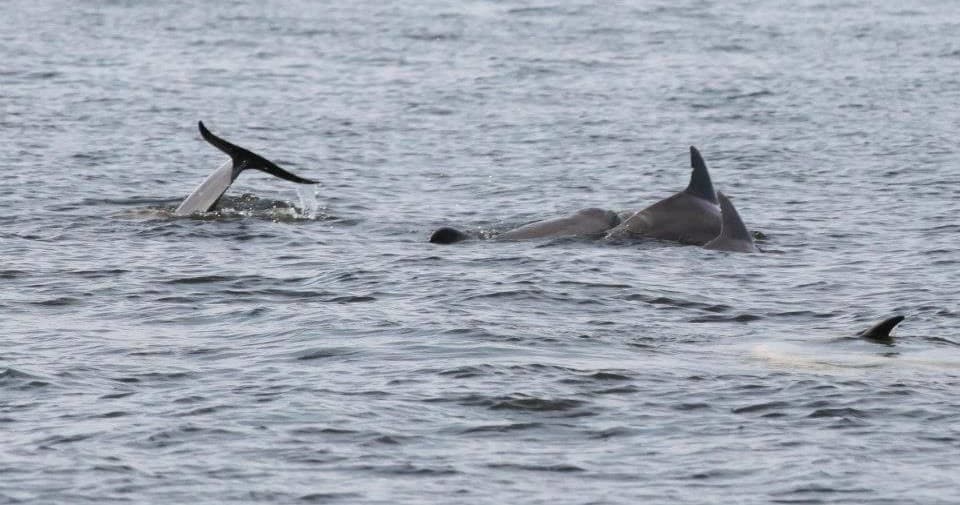 Dolphin Cruise Adventure in Pensacola, Florida