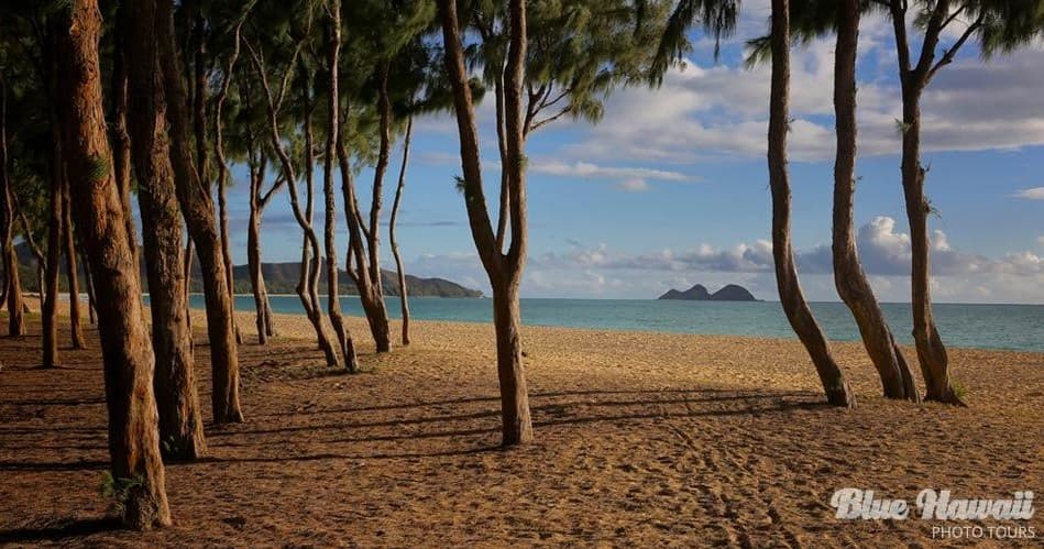 Sandy beach with coastal trees and distant islets in Hawaii