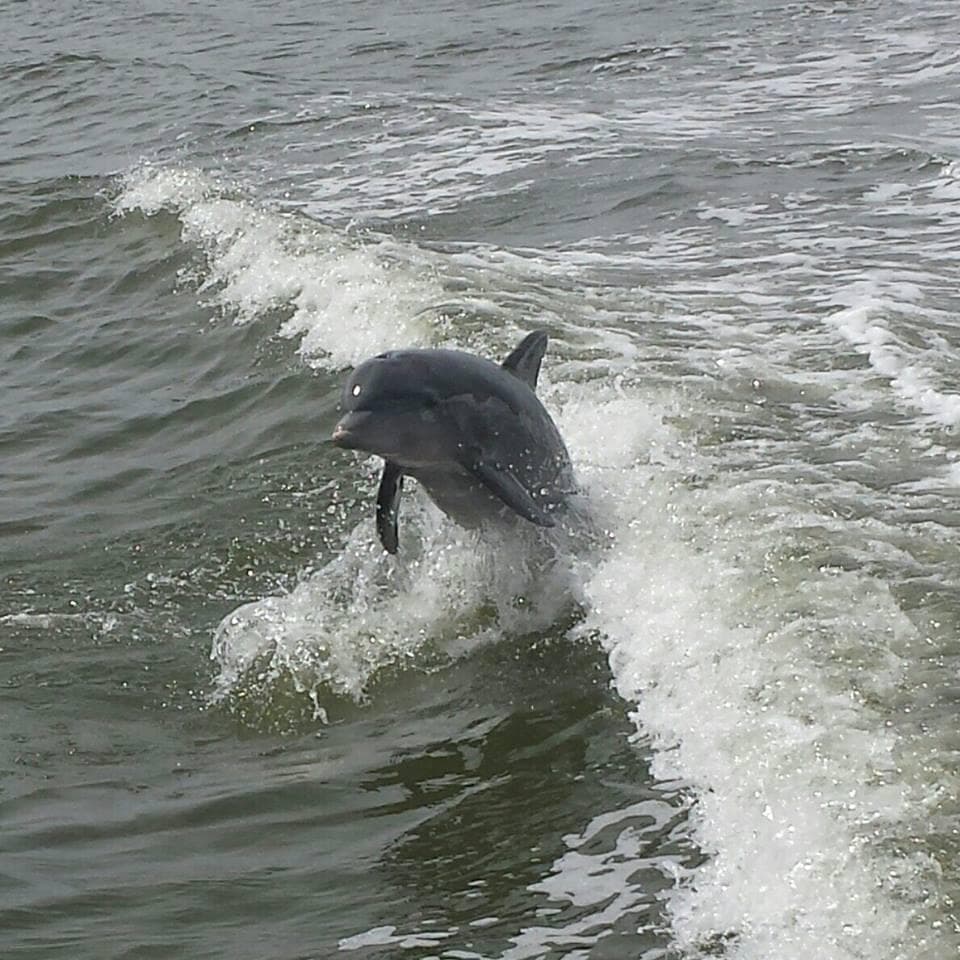 Wildlife & Lagoon Tours with Turtle Mound River Tours in New Smyrna Beach
