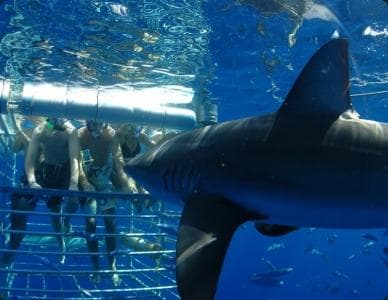 Large shark passing divers beside metal cage during ocean dive