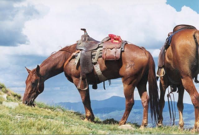 All Day Horseback Ride in Questa, New Mexico
