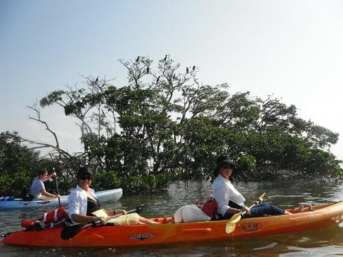 Couple kayaking past dense mangrove trees on sunny estuary