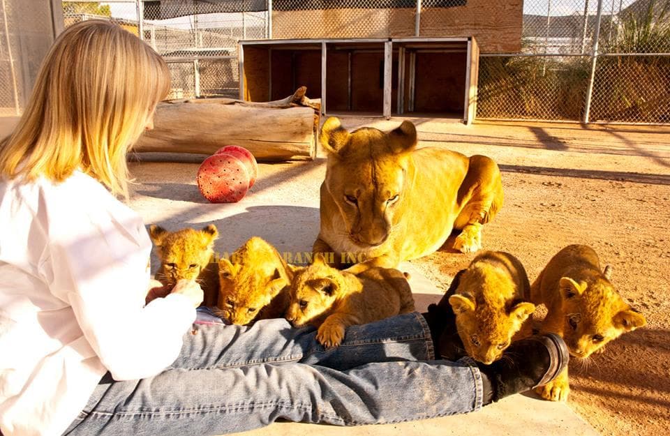 Woman feeding lion cubs outdoors at ranch encounter session
