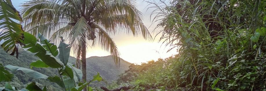 Sunset through palm trees over lush tropical hillside coastline