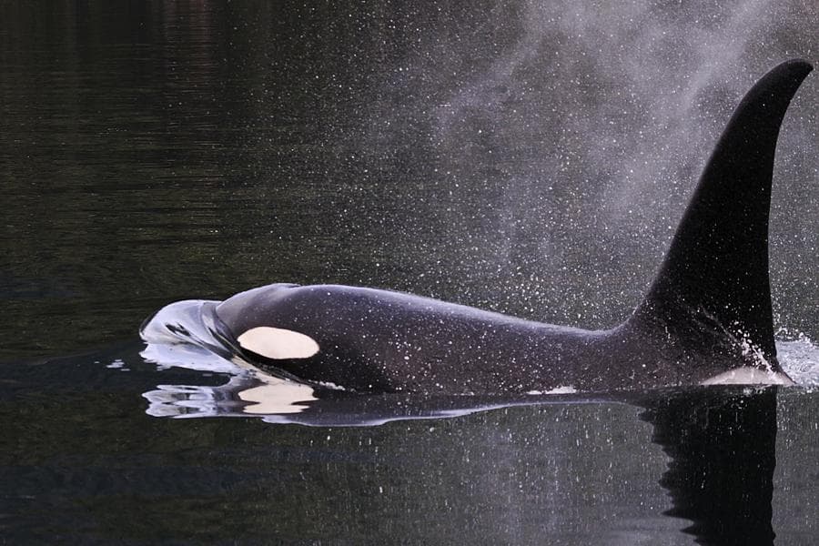 Glacier & Wildlife Boat Charters in Prince William Sound