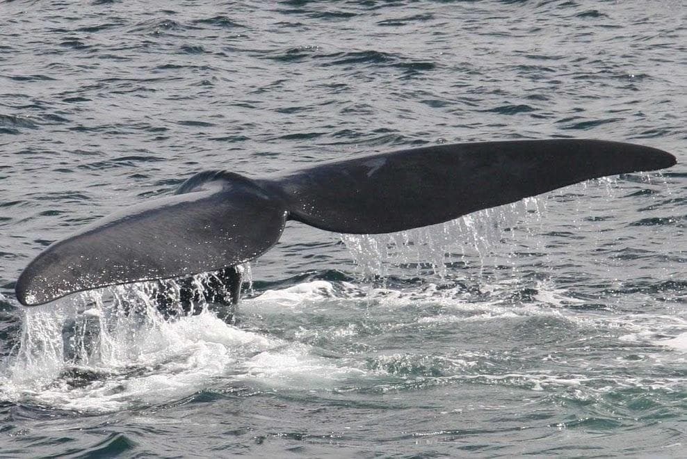 Whale Watching Adventures with First Chance Whale Watch