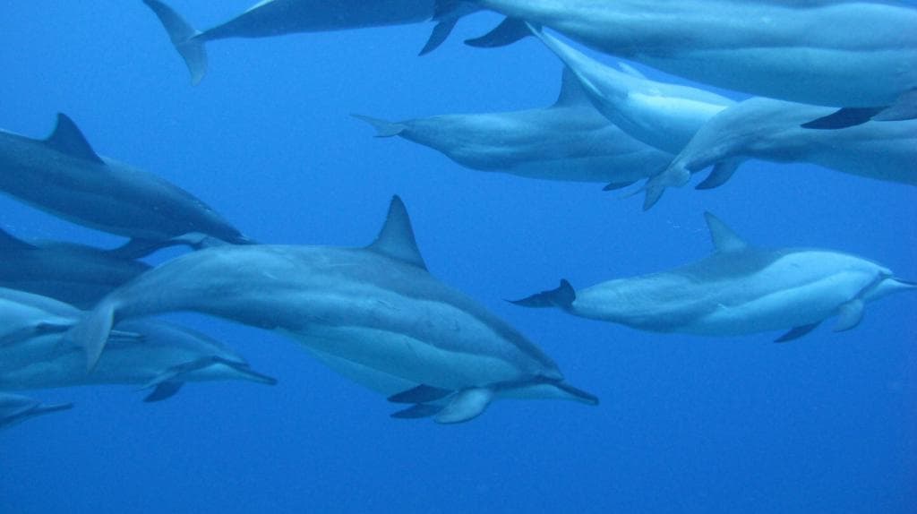 Pod of spinner dolphins swimming offshore in clear blue ocean
