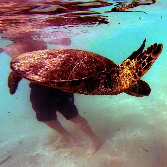 Explore Puako’s Marine Paradise: Kayak & Snorkel Adventure in Hawaii