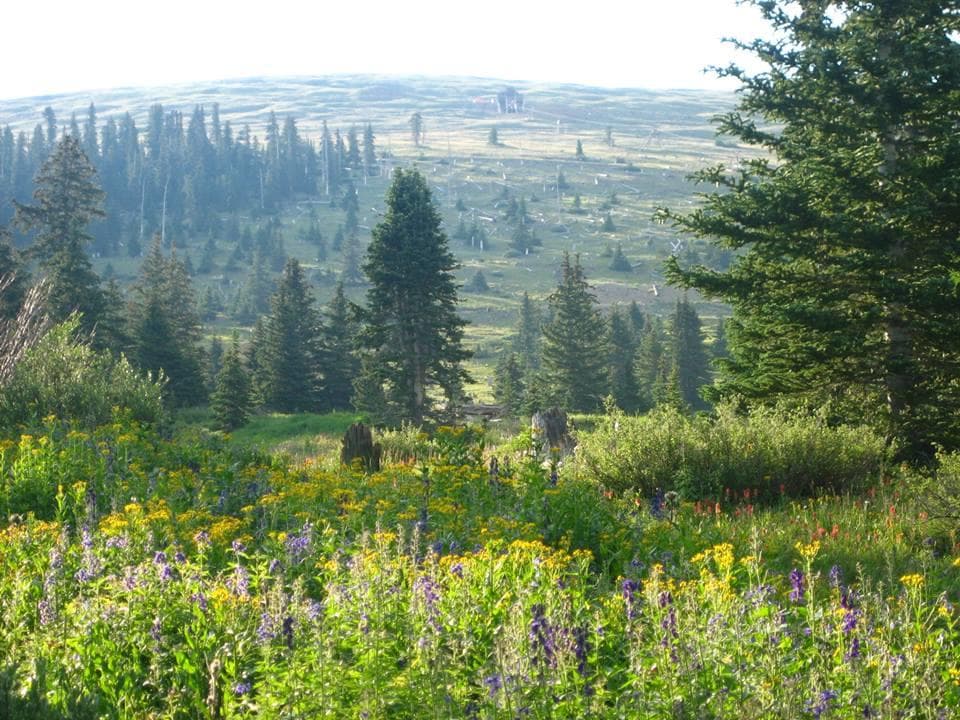 Alpine wildflower meadow with distant mountain vista for hiking