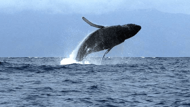 Humpback whale breaching off Maui coast during whale season