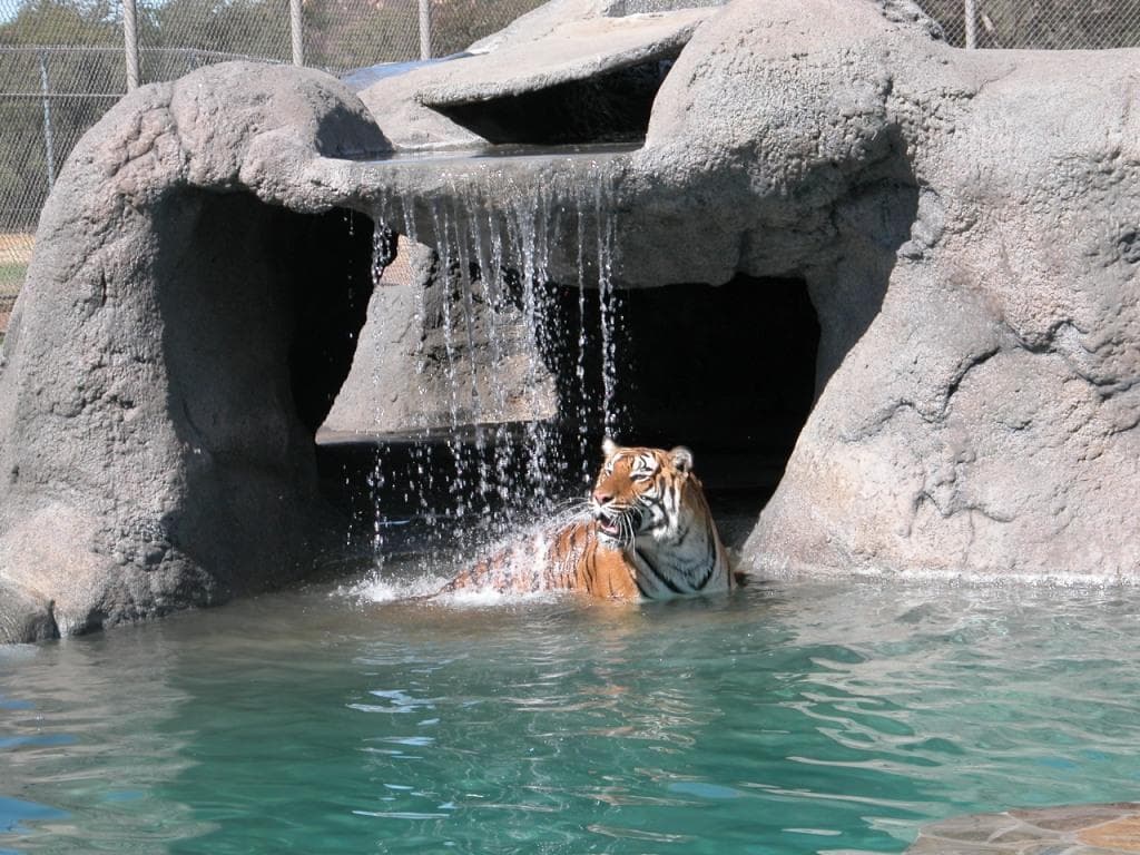 Tiger diving through rocky waterfall into zoo pool
