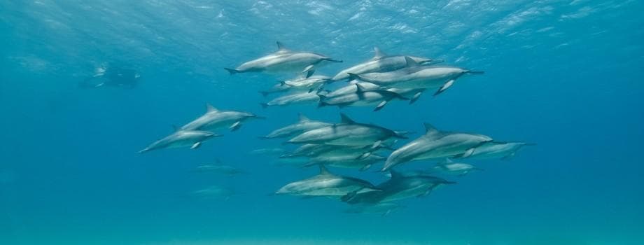School of dolphins swimming underwater in clear turquoise sea on tour