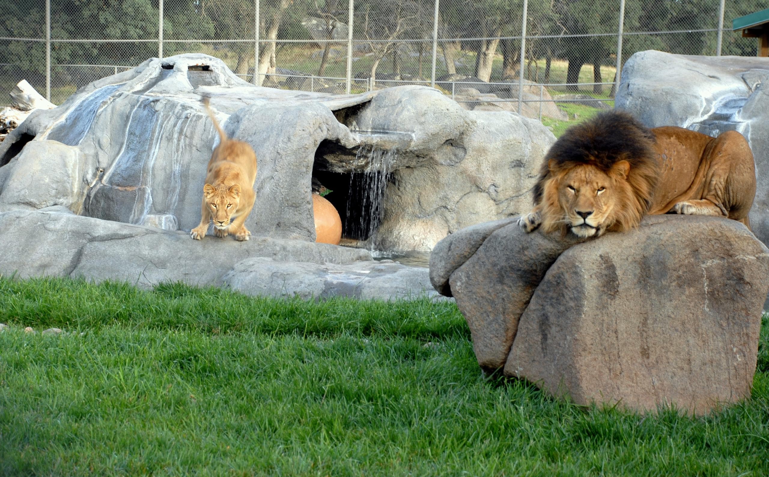 Group of lions resting on rocky outcrop in enclosure