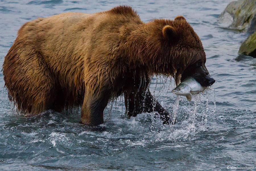 Columbia Glacier Boat Tour & Wildlife Viewing in Valdez