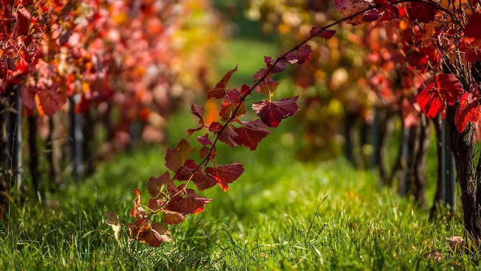 Autumn vineyard with red leaves and grassy aisles for fall wine tours