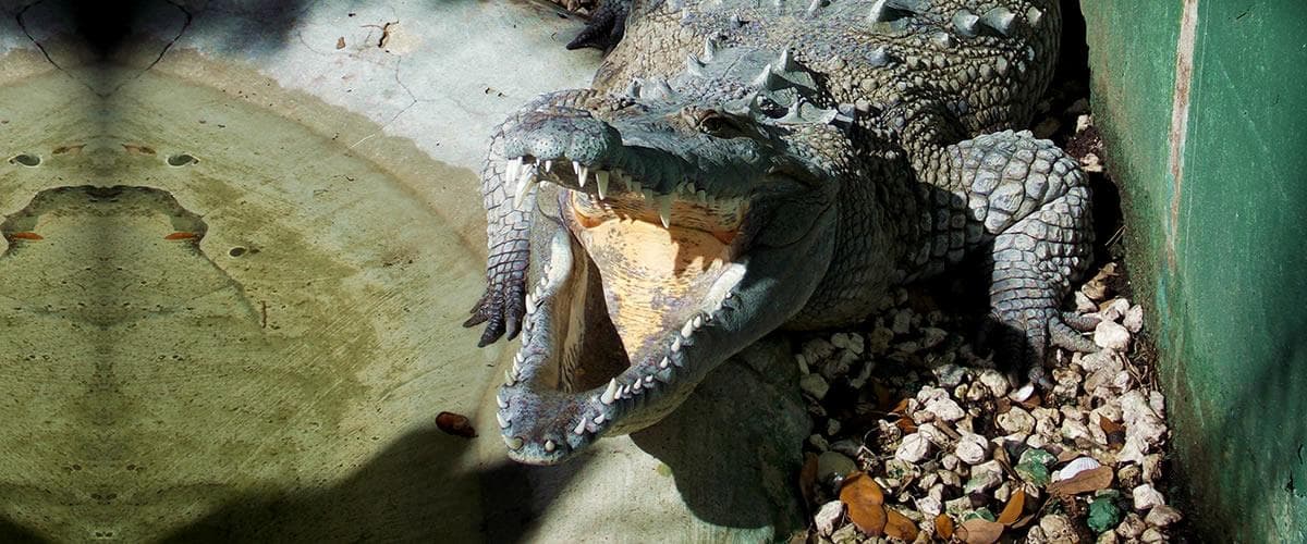 Wildlife & Nature at Jungle Adventures, Christmas FL